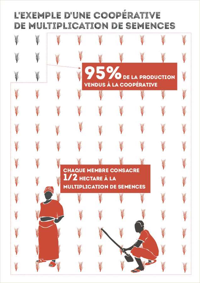 Dans une coopérative de multiplication de semences: 95% de la production sont vendus à la coopérative, chaque membre consacre 1/2 hectare à la multiplication de seences