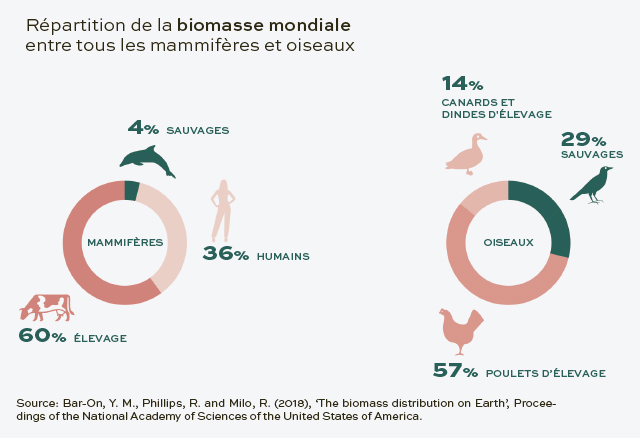 Répartition de la biomasse mondiale entre tous les mammifères et oiseaux