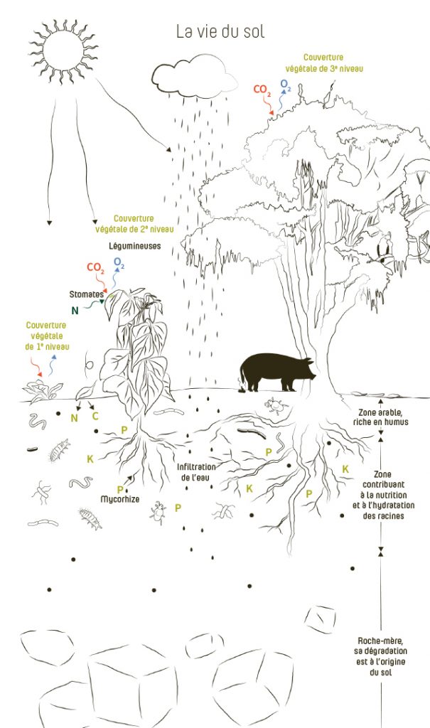 Illustration la vie du sol